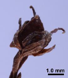Hypericum minutiflorum dehiscent capsule.
 © Landcare Research 2010 
